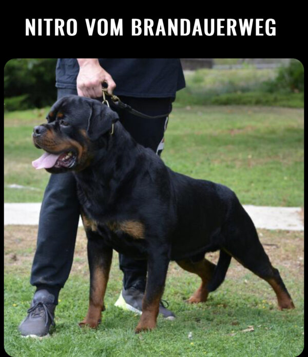 Home - Rossler Rottweilers